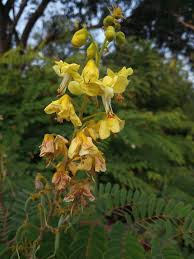 Image result for Caesalpinia decapetala