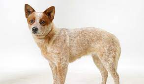 Australian Cattle Dog Breed Information