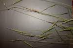 Image result for Tetrapogon tenellus