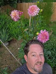 Growth of dahlia plants from Sam's Club