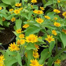 Ini sangat mudah dibuat sehingga anak kecil dapat membuatnya secara mandiri. Jual Tanaman Hias Nelanpoli Bunga Matahari Mini Jakarta Barat Mflk Flora Tokopedia