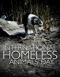 Greyhound rehoming association nt, darwin, nt. All Pets Vet Darwin Petslover