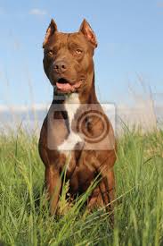 Strong fire pitbull, украина, г. Pitbull Terrier Hund In Der Feldaufstellung Aktiver Hund Leinwandbilder Bilder Licht Glucklich Freund Myloview De