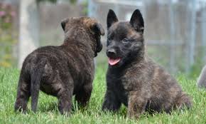 The ds also comes in three coat types: Dutch Shepherd Dog Breed Information Images Characteristics Health