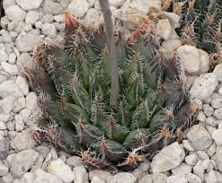 Image result for Pearsonia aristata