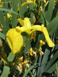 Image result for Iris pseudacorus