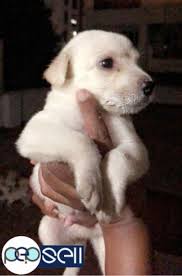 Dogs for sale or adoption in chennai: Labrador Puppies For Sale At Chennai Chennai Free Classifieds