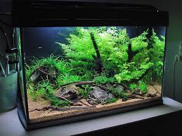 Pin On Aquarium