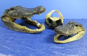 Get it as soon as thu, jul 29. Wholesale Gator Heads For Sale At Atlantic Coral Enterprise