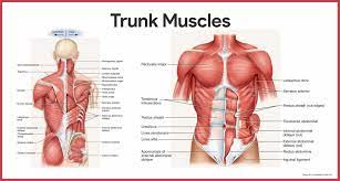 .in the deltoid muscle where they were injected as the vaccine's developers claimed would happen, but circulated throughout the body and accumulated in in fact, malone was one of many scientists to warn the fda about the dangers of the free spike protein. Muscular System Anatomy And Physiology Nurseslabs