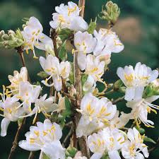 Check spelling or type a new query. Buy Lonicera Purpusii Winter Beauty Shrubs J Parkers