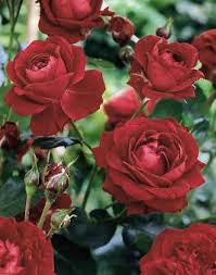 Rosa 'hot cocoa', (aka wekpaltlez), is a floribunda rose cultivar bred by tom carruth in 2002 and introduced into the united states by weeks roses growers in 2003. Hot Cocoa Floribunda Rose Beautiful Flowers Hot Cocoa Rose