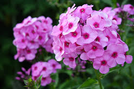 Es soll ein bilderbuch sein, in dem man gern blättert, und anregungen für den eigenen garten oder besuche in den phloxgärten europas geben. Phlox Die 10 Besten Pflege Und Pflanztipps Flammenblume