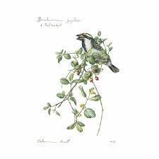 Image result for Berchemia zeyheri