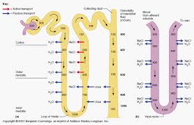 Kidney Physiology And Anatomy Physiology Urine Formation