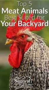 Top 5 Meat Animals Best Suited For Your Backyard Chickens Backyard Backyard Farming Backyard