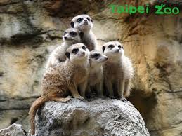 37,406 likes · 98 talking about this · 48,003 were here. æ—…éŠ è¦ªå­éŠçŽ© æœ¨æŸµå‹•ç‰©åœ' éŠå‹•ç‰©åœ'å…æŽ'éšŠ å—¶ä¸€ä¸‹å°±å¯å…¥åœ' ä»Šå'¨åˆŠ