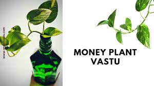 When we grow and care for purple hearts, the suitable growth temperature is 18℃ to 30℃. Money Plant Vastu Benifits And Placement Of Money Plant At Home