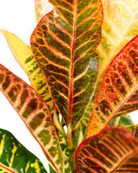 Image result for Codiaeum