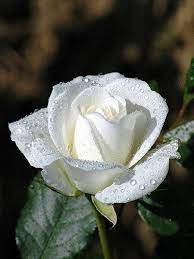 White Roses Beautiful Roses Flowers Beautiful Flowers