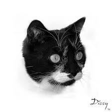Dizzy The Brave Buy A Cat White Cat Brave