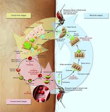 A conserved molecular motor drives cell invasion and gliding motility across malaria life cycle stages and other. Jci Malaria Progress Perils And Prospects For Eradication