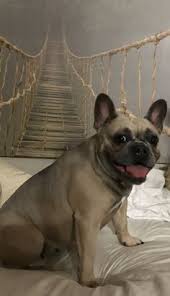 New and used items, cars, real estate, jobs, services 2 blue color girls french bulldog cross american bulldog, they have their first vaccination, deworming, vet health certificate and vet health records. 9 Blue Fawn Sable French Bulldog Ideas French Bulldog Bulldog Fawn