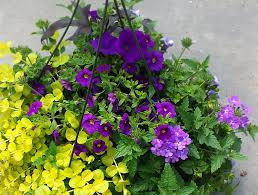 Depending on the amount of sun you get, impatiens, geraniums, clematis, and trailing lantana hanging basket plants are excellent choices. Hanging Baskets Kirby S Farm Market