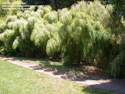 Growing bamboo plants in zone 9. Mexican Weeping Bamboo Otatea Mexicana Zones 9 11 Very Fluffy Bamboo To 20 Ft Tall Grows In Clumps Full To Privacy Plants Balcony Plants Florida Plants