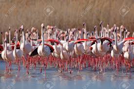 Jun 02, 2021 · está tudo acertado entre o flamengo e o time francês do olympique de marselha, treinado por jorge sampaoli. Flock Of Greater Flamingo Phoenicopterus Ruber Nice Pink Big Bird Dancing In The Water Animal In The Nature Habitat Camargue France Wildlife Scene From Nature Flock Of Flamingos Spring Stock Photo Picture