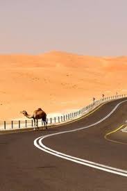 Soon women will be permitted to drive. Camel Beauty Contest
