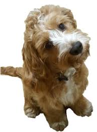 We did not find results for: Maltipoo Breeders In Florida Top 5 Picks 2021 We Love Doodles