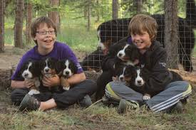 This is why no good bernese mountain dog breeder would want to sell their puppy to a random person looking for an impressive christmas gift for their kid/family member. Borealbreeze Bernese Mountain Dogs
