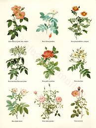 Vintage Botanical Chart Print Botanical Prints Botanical
