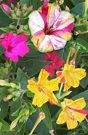 Pin On Flower Gardening