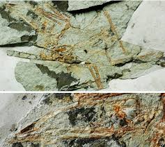 Image result for Sinopteridaceae