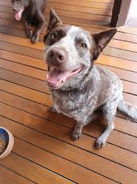 Happy Dog Client Pet Sitting Services Happy Dogs Pets