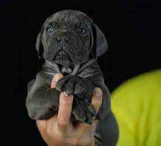 A legjobb ingyenes stockfotók keresése ebben a témában: Cria De Cane Corso Venta De Cane Corsos Comprar Cachorros Cane Corso Online
