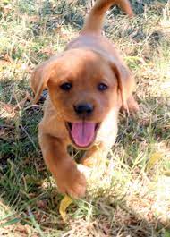 Also referred to as the ruby labrador, the fox red labrador retriever is a color variation from the traditional yellow labrador retriever.while their coats are called red, these dogs are actually a very dark shade of yellow. Pin By Briana Kunau On Cute And Funny Animals Red Lab Puppies Puppies Lab Puppies