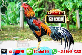 Ayam Petarung Paling Berbahaya Dan Ditakuti Lawan Ciri Ayam Petarung Jawara Berkualitas Memilih Ayam Petarung Adu Ayam Tepat Agen Ayam Bon Ayam Bangkok Asli