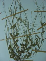 Image result for Arthraxon hispidus