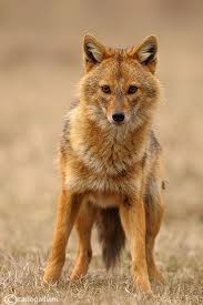 Types Of Jackals Mammals Sciacallo Dorato Golden Jackal Canis Aureus Female Coyote Animal Wild Dogs Animals Beautiful