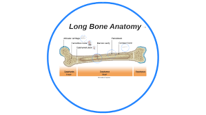 Diaphysis proximal epiphysis distal epiphysis cancellous bonel periosteum yellow bone marrow epiphyseal / growth plate femur dg dg dg. Long Bone Anatomy By Brent Arabos
