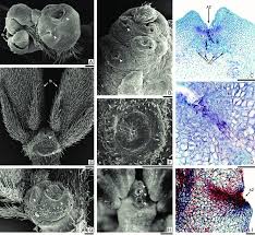 Image result for Pseudoprosopis