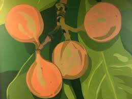 Image result for Hunteria zeylanica