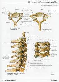 Por lo general, los signos y síntomas de la hiperextensión cervical comienzan a manifestarse pocos días después de la lesión y pueden ser los siguientes: Vertebras Cervicales Janyjaramillo S Blog