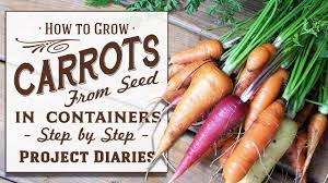 We did not find results for: How To Grow Carrots From Seed In Containers A Complete Step By Step Guide Youtube
