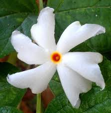 Here I Am Offering Seeds From Nyctanthes Arbor Tristis Also Known As Tree Of Sorrow Parijat Tree Of Sadness Coral Fragrant Plant Night Flowers Flower Seeds