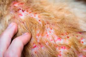 We did not find results for: Causas Y Tipos De Dermatitis En Perros