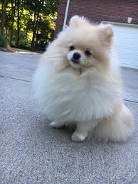 Majestic Pomeranian Training For Beginners Https Meowlogy Com 2019 01 03 Pomeranian Training For Beginners As Stat Pomeranian Dog Cute Dogs Pomeranian Puppy